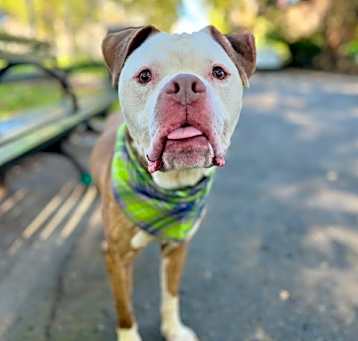 Photo of Champ