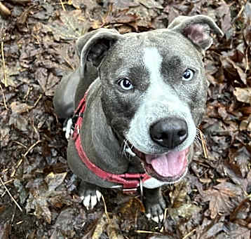 Photo of Dolly - AVAILABLE