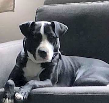 Photo of Kali