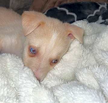 Photo of Gato