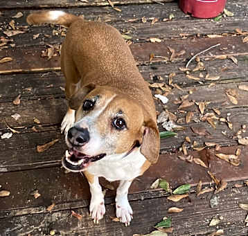 Photo of Delilah - Courtesy Post