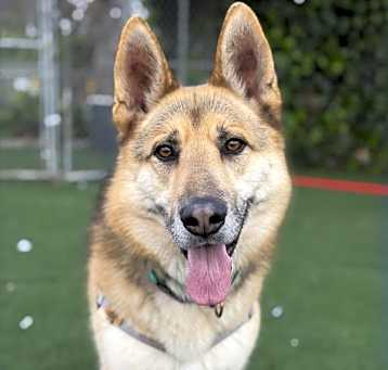 Photo of Indy
