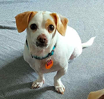 Photo of Sparkey