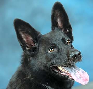 Photo of Laika