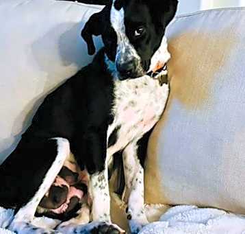 Photo of Millie