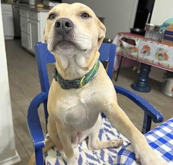 Photo of Shiloh