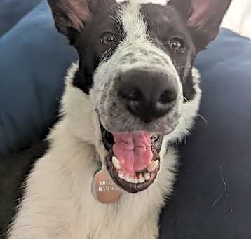 Photo of Ripley