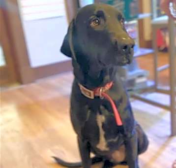 Photo of Gunner