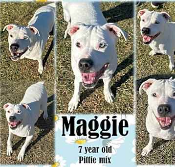 Photo of Maggie2 - ROCKFORD