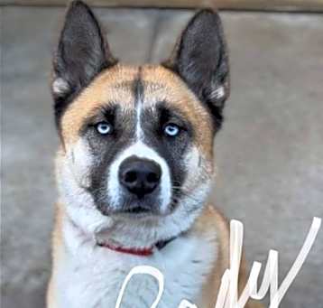 Photo of **Lady**
