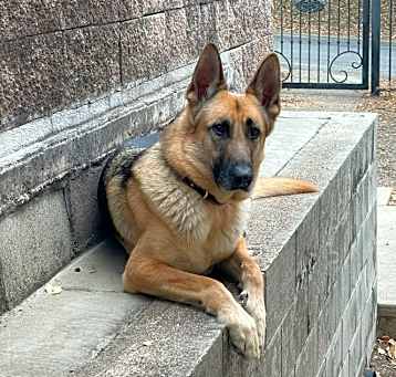 Photo of Chester