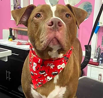 Photo of Red