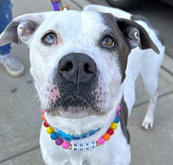 Photo of Roxy