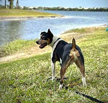 Photo of Bilbo (FL)