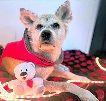 Photo of Bambi