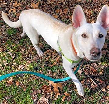 Photo of She-Ra *Sponsored Adoption