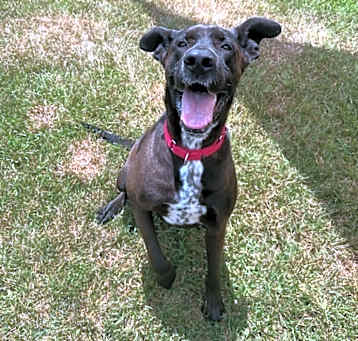 Photo of Bogey