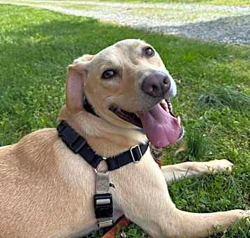 Photo of Scrappy