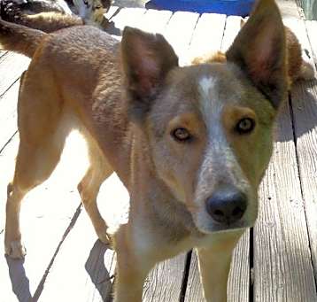 Photo of Quila