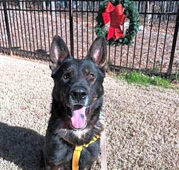 Photo of Meech- IN FOSTER