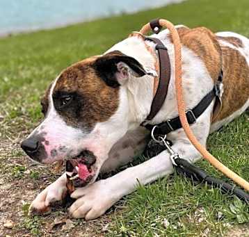 Photo of Monty
