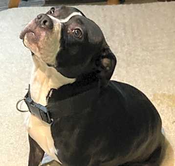 Photo of Athena