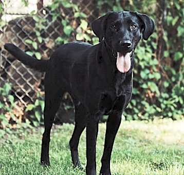 Photo of Beau