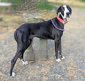 Photo of Luna D