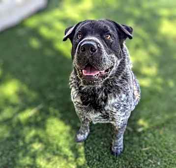 Photo of Pepper
