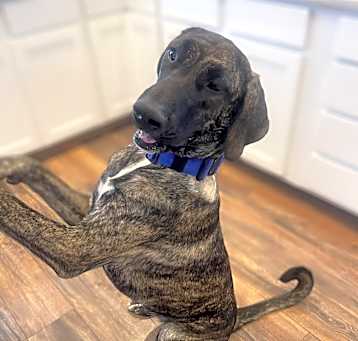 Photo of Ruby