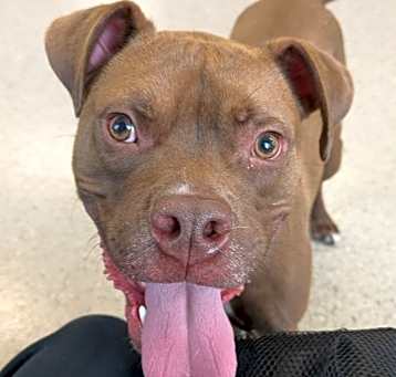 Photo of Chevy (23-203 D)