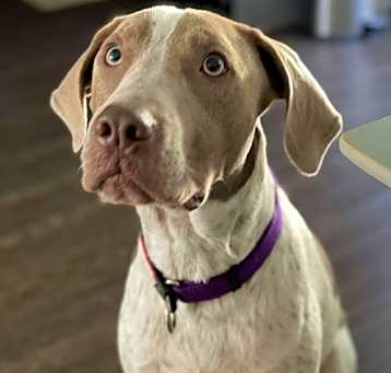 Photo of Chester