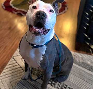 Photo of Indy