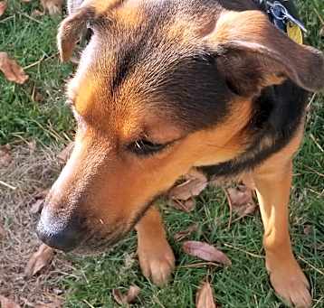 Photo of Vader