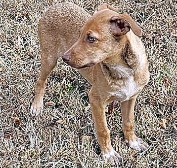 Photo of Carson