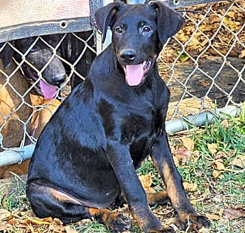 Photo of Shea