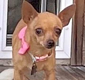 Photo of Pixie