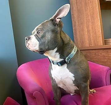 Photo of Diesel