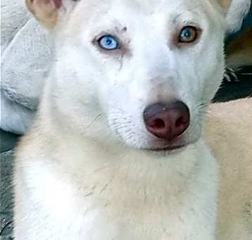 Photo of Pako