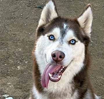 Photo of Whiskey