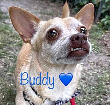 Photo of Buddy