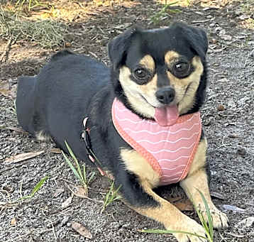 Photo of Luna