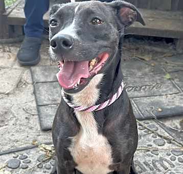 Photo of Midge