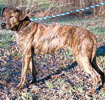 Photo of Lacy (Spayed)