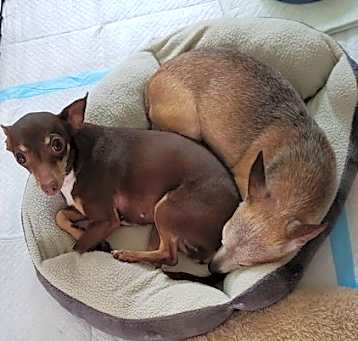 Photo of JOJO & GIGI - Bonded Pair