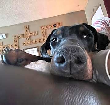 Photo of Snoop