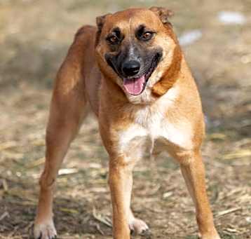 Photo of Cinnamon