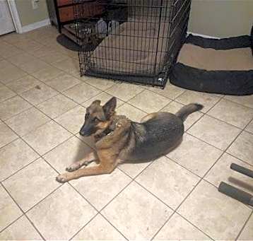 Photo of LILLY 2 (COURTESY POST)