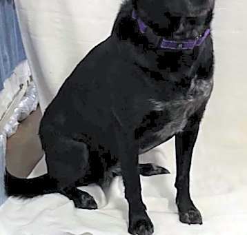 Photo of Border Collie Brats Momma Luna