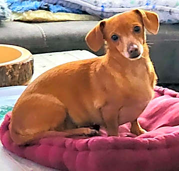 Photo of Sadie